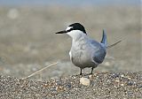 Aleutian Tern